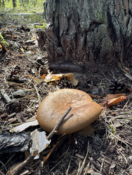 Similar image 22244006