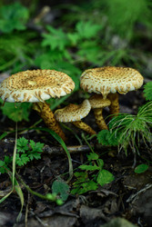 Similar image 22243799