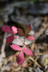 Similar image 22243803