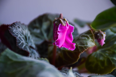 Similar image 22244133