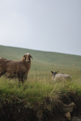 Similar image 22243482