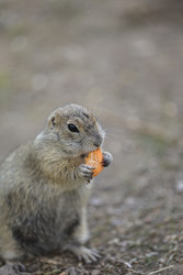 Similar image 22243492