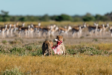 Similar image 22241836