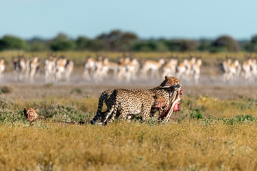 Similar image 22241838