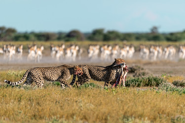 Similar image 22241840