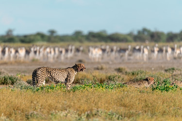 Similar image 22241841