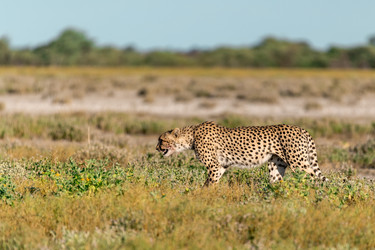 Similar image 22241867