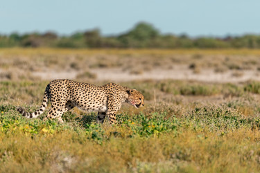 Similar image 22241870