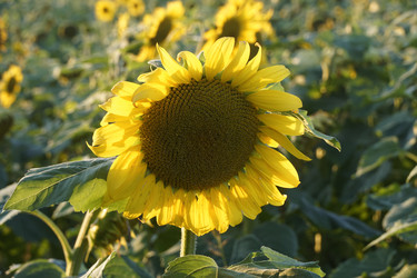 Similar image 22237405