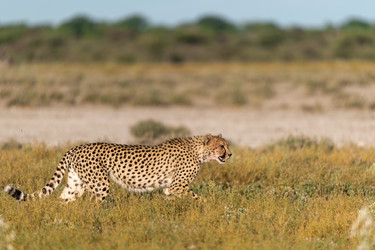 Similar image 22241897