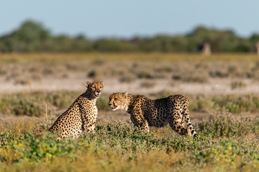 Similar image 22241902