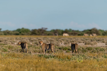 Similar image 22241906