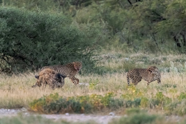 Similar image 22241911