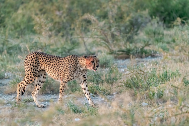 Similar image 22241949