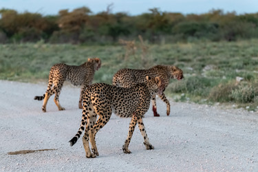 Similar image 22243011