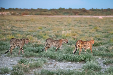 Similar image 22243012