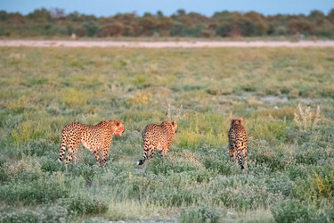 Similar image 22243013