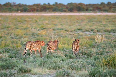 Similar image 22243014