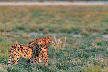 Similar image 22243016