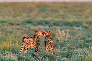 Similar image 22243019