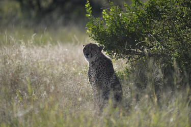 Similar image 22243039