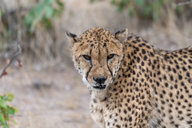 Similar image 22243044