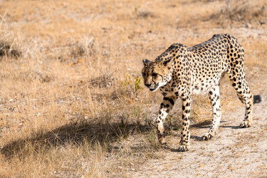 Similar image 22243053