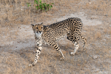 Similar image 22243059