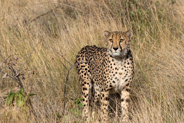 Similar image 22243064