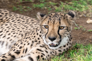 Similar image 22243070