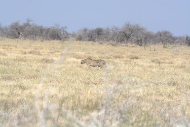 Similar image 22243074