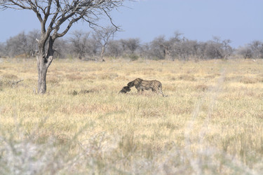 Similar image 22243075