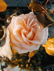 Similar image 22244031