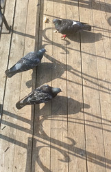 Similar image 22244040