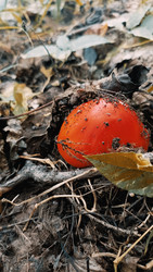 Similar image 22244050