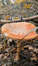 Similar image 22244053