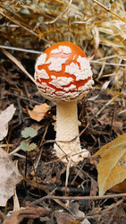 Similar image 22244068