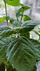 Similar image 22243295