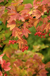 Similar image 22243841