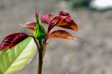 Similar image 22244554