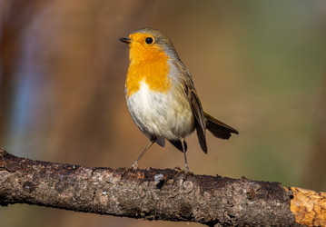 Similar image 22243859