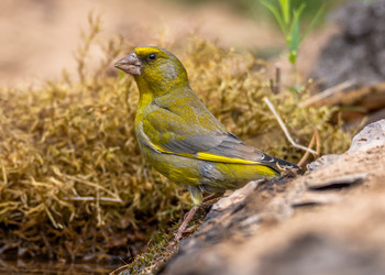 Similar image 22243863