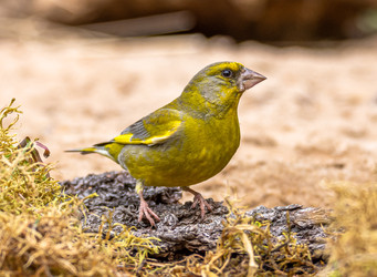 Similar image 22243864