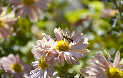 Similar image 22244904