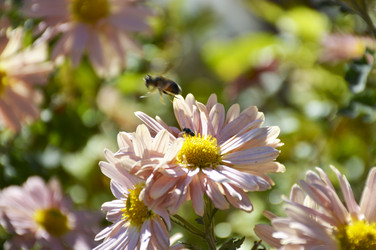 Similar image 22244905