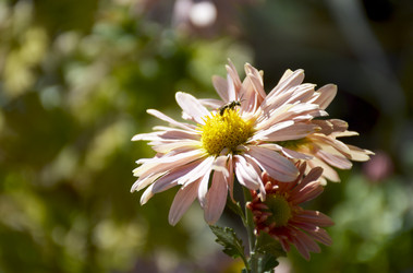 Similar image 22244906