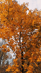 Similar image 22247010