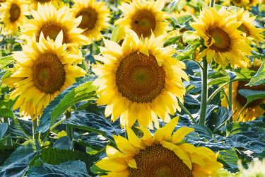 Similar image 22247525