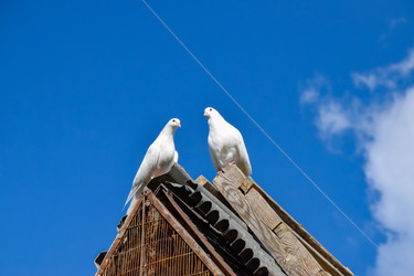 Similar image 22247462