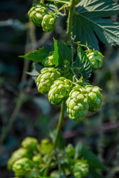 Similar image 22247482